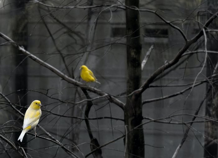 Желтые канарейки на дереве