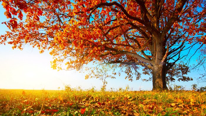 Осеннее фото большого дуба с красными листьями на фоне голубого неба