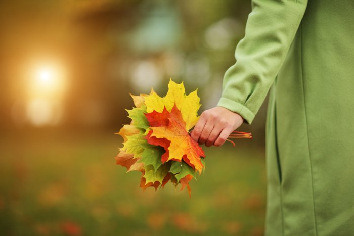 Женская рука крупным планом с красочным букетом осенних листьев.