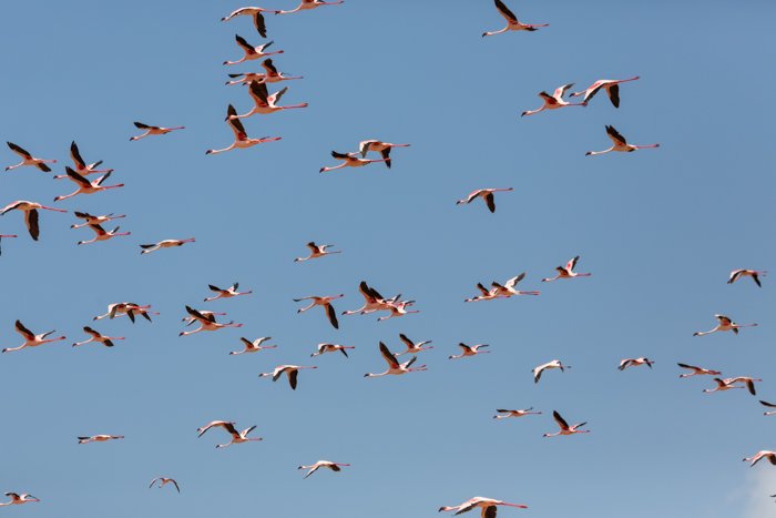 изображение стаи фламинго в полете