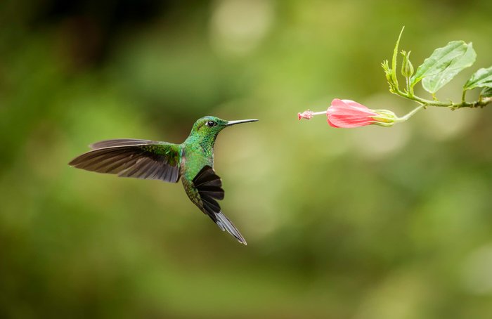 фотография зеленой колибри, парящей рядом с розовым цветком