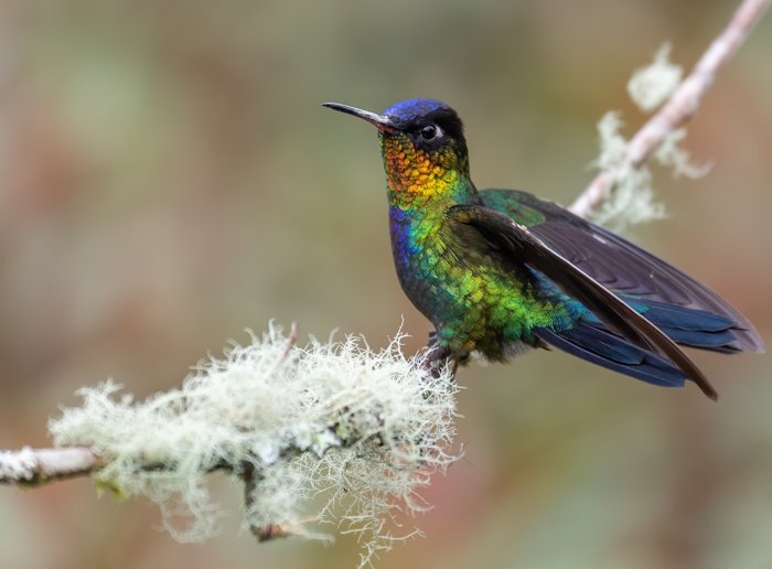 фотография разноцветной колибри, сидящей на небольшой ветке