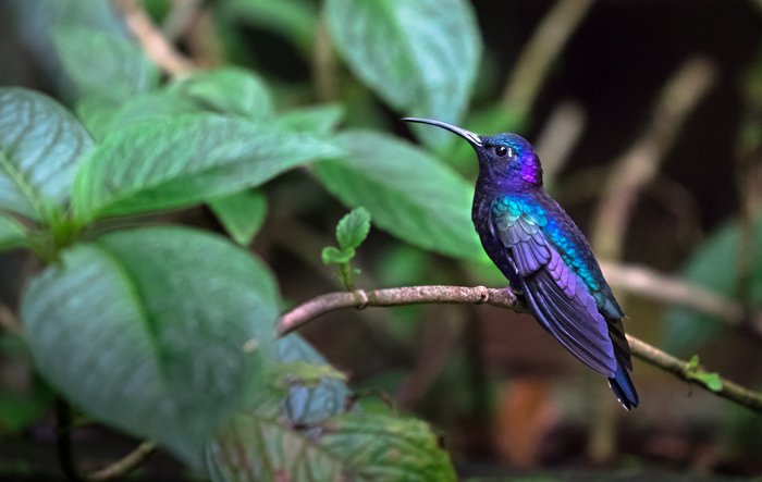 фотография сине-фиолетовой колибри, сидящей на ветке