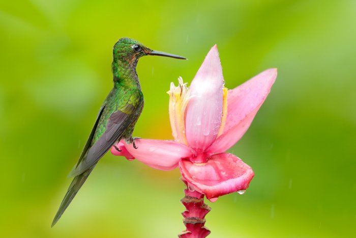 фотография зеленой колибри, сидящей на розовом цветке