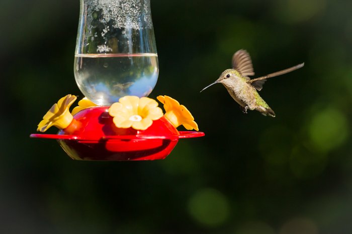фотография колибри, летящей к кормушке