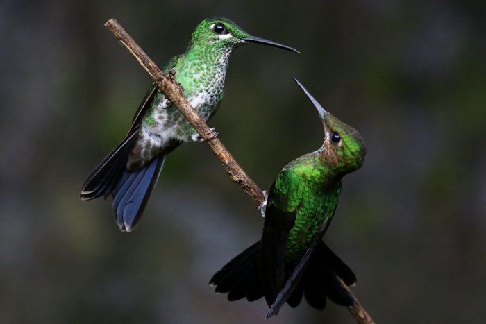 фотография колибри, сидящих друг напротив друга на небольшой ветке