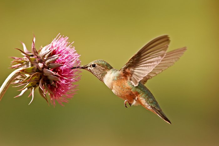 фотография колибри, кормящейся с розового цветка
