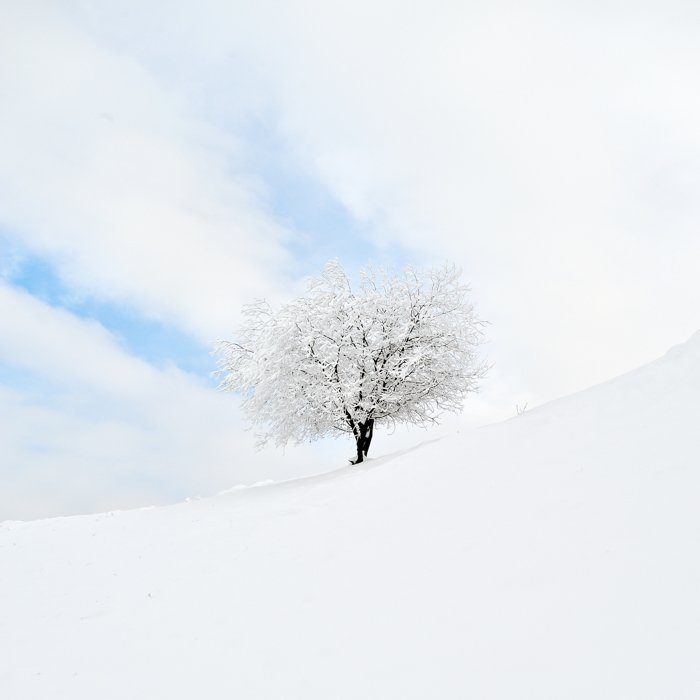 минималистская фотография: дерево и снег