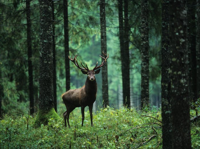 изображение оленя в лесу с помощью телеобъектива