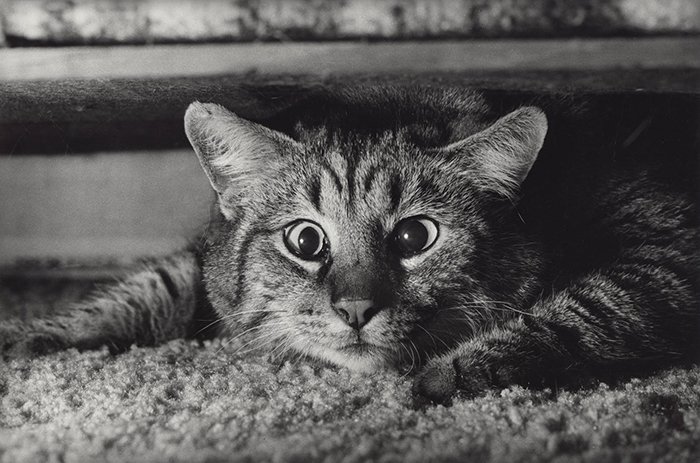 Милая фотография кошки, сделанная с Leica M6 Терри Грубером