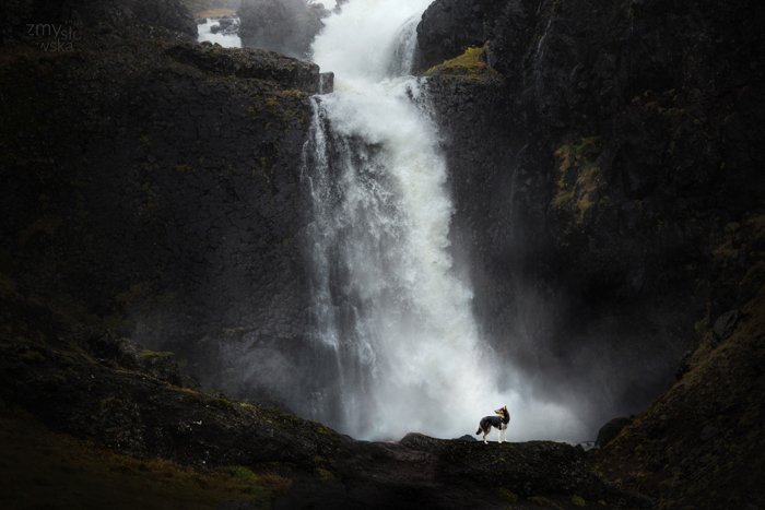 Собака позирует перед водопадом