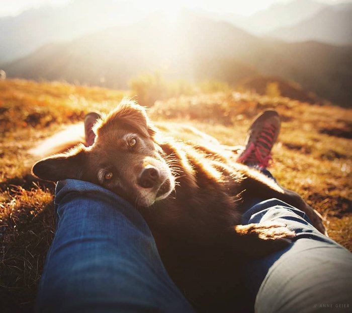 Фотография собаки, лежащей у ног хозяев