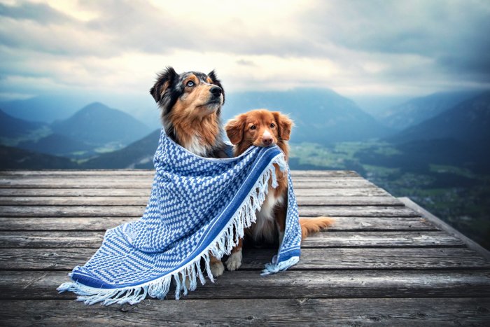 Милая фотография двух собак под одеялом на природе