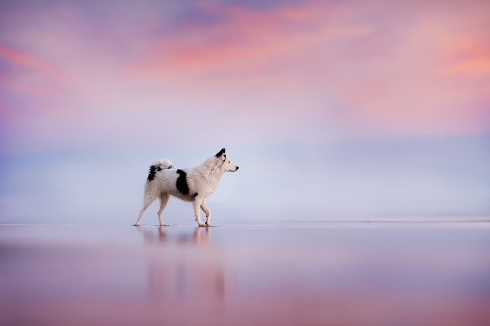 Мечтательная фотография собаки, гуляющей по пляжу на закате