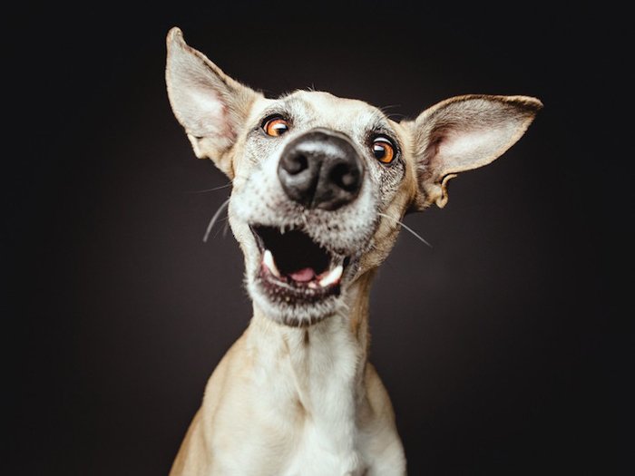 Забавный портрет собаки