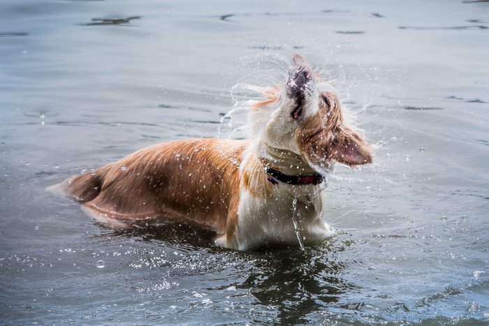 Портрет милой собаки в воде
