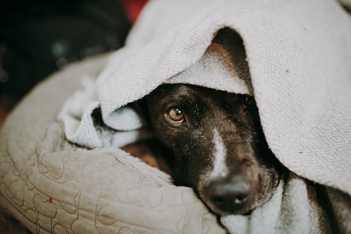 Pet portrait of the cute dog wrapped in towel