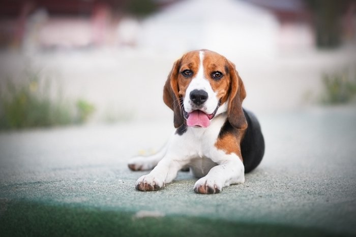 A cute beagle puppy