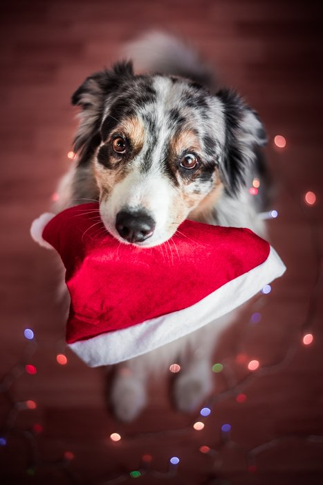 A cute indoor Christmas portrait of the dog and santa hat