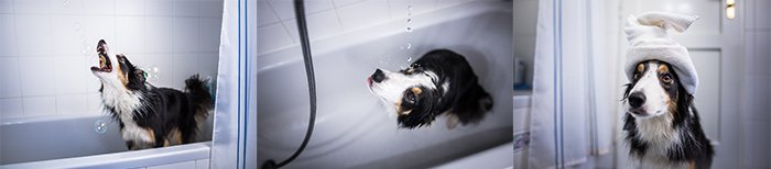 Триптих собаки колли, принимающей ванну