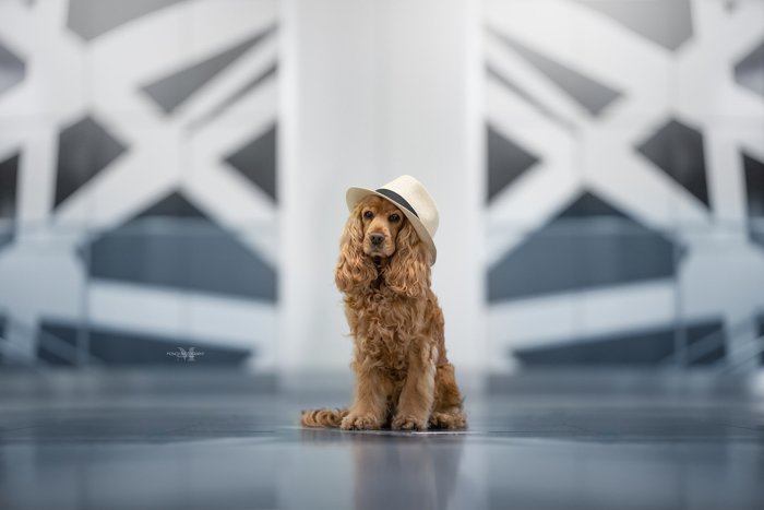 Милая коричневая собака в шляпе