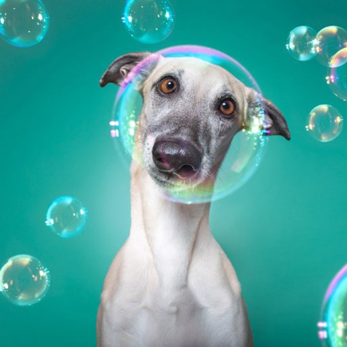 Крупный план собаки в окружении пузырьков
