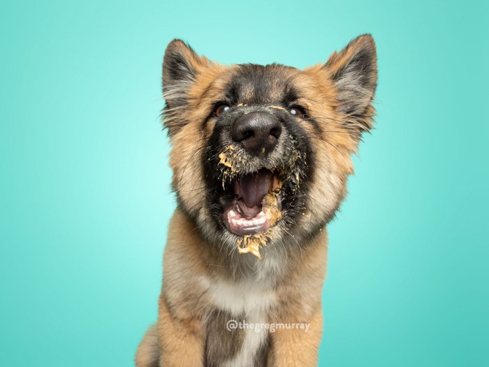Портрет щенка с арахисовым маслом на морде