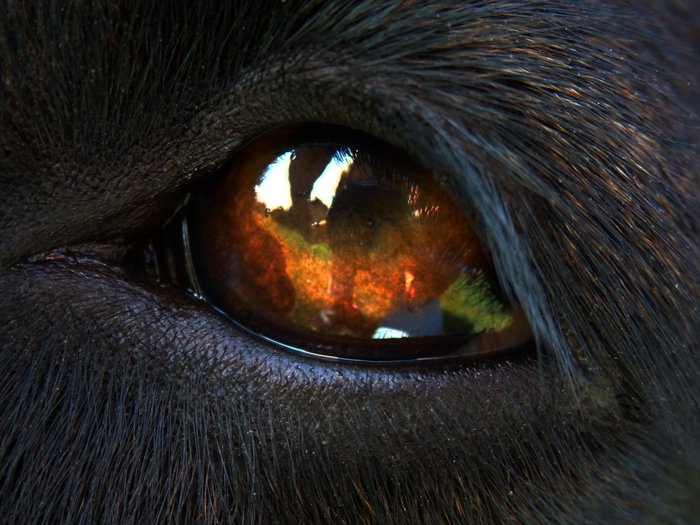 Close up of the horses eye