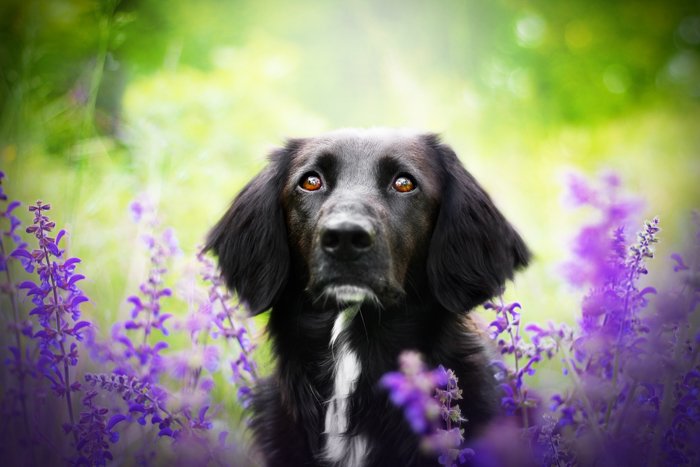 Милая домашняя фотография черной собаки среди фиолетовых цветов