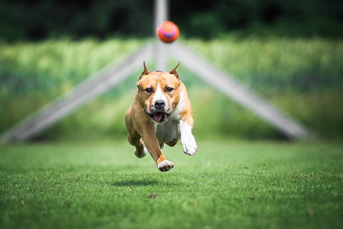 Милая фотография бегущей собаки
