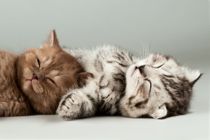 Милый портрет двух котят, которые отдыхают
