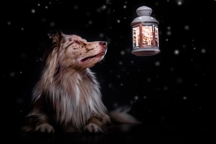 Милая домашняя фотография собаки на улице у фонаря