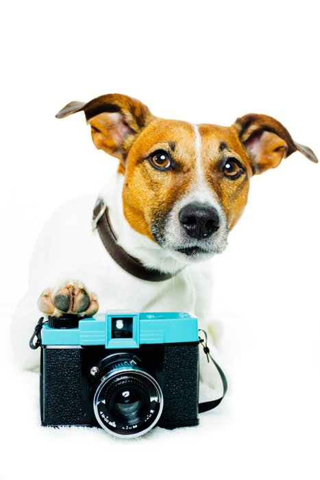 Милый портрет собаки с фотоаппаратом