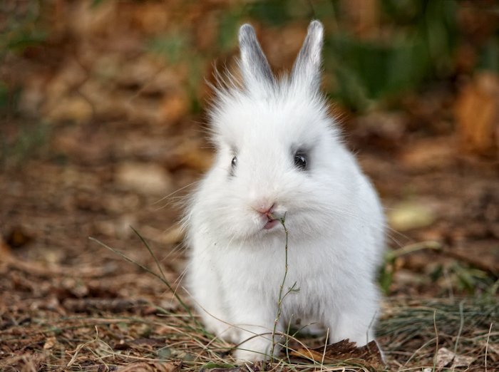 Милая фотография пушистого белого кролика
