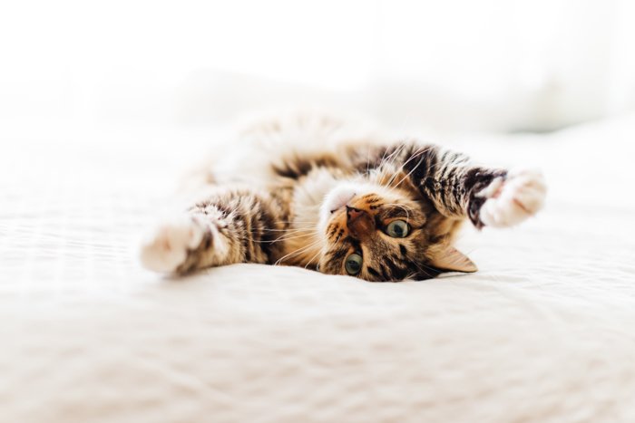 Милая фотография кошки табби на кровати