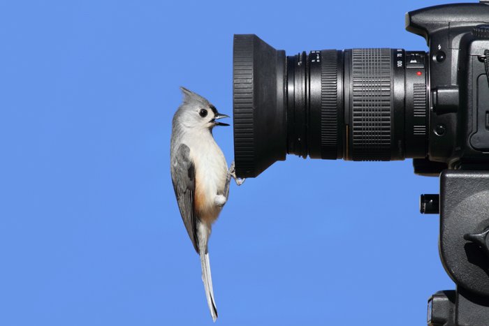 Птица, сидящая на объективе зеркальной камеры для съемки дикой природы