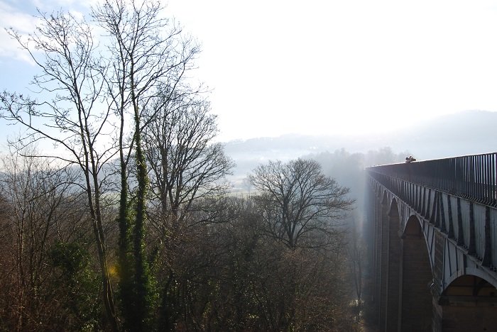 изображение леса с мостом и туманным фоном