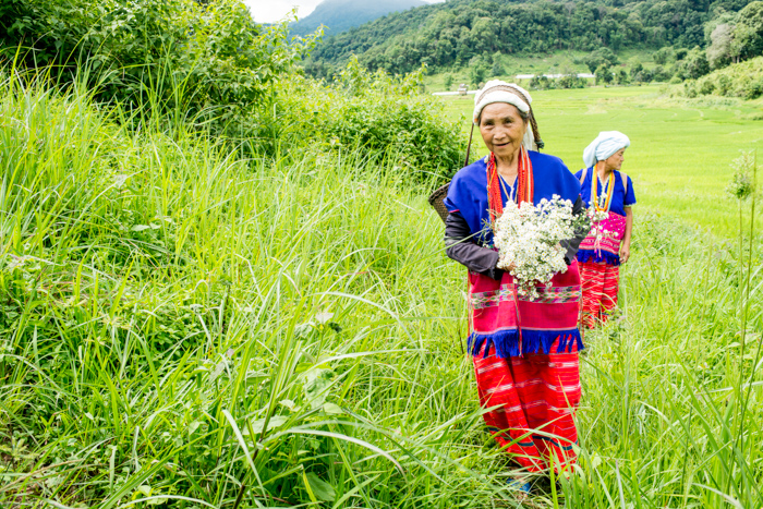 Экологический портрет женщин племени холмов Карен, идущих по сочному зеленому пейзажу с травой и деревьями на заднем плане