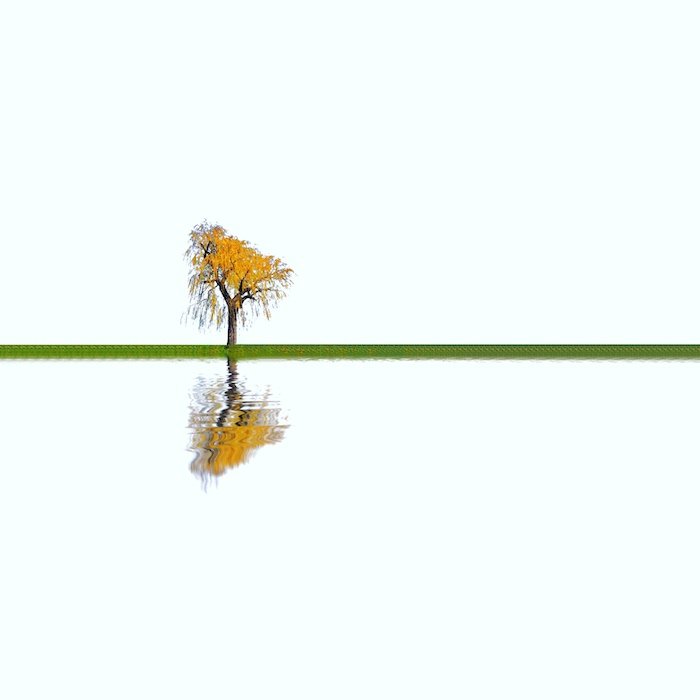 Минималистская фотография: Минималистское изображение осеннего дерева с оранжевыми листьями и отражением в воде