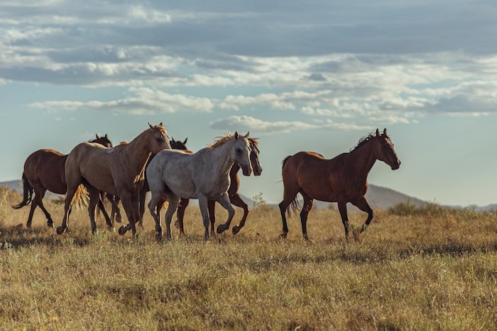 Телефотоснимок с кроп-сенсора лошадей, бегущих по засушливому травяному ландшафту