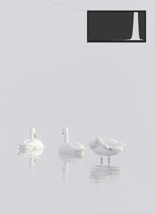 изображение трех лебедей в озере в высоком ключе с низким контрастом