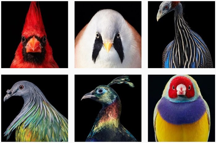 Tim Flach instagram portfolio of exotic bird portraits
