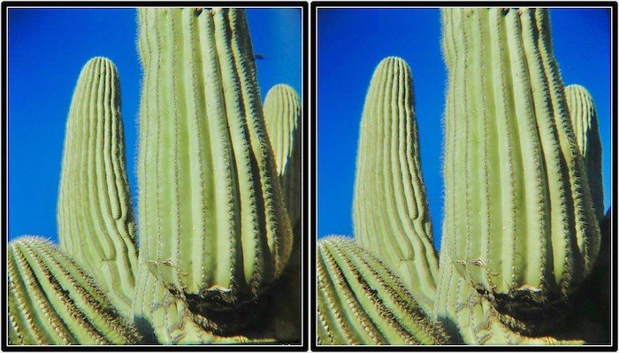 3D стерео фото зеленых кактусов