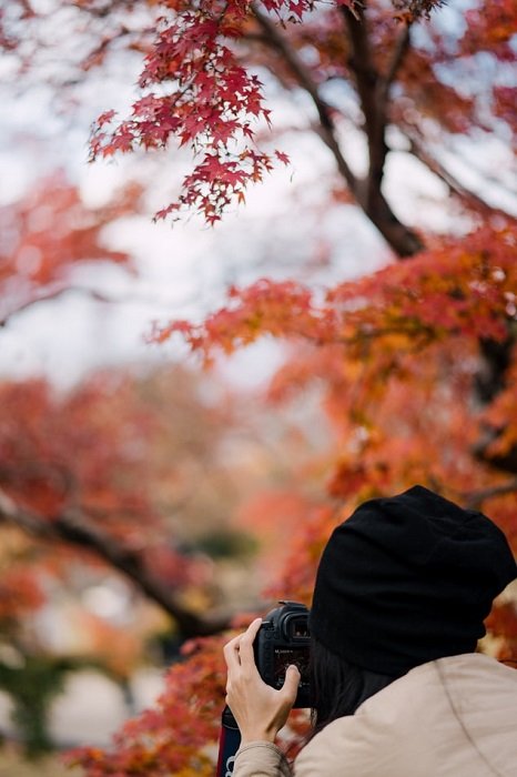 женщина, снимающая на DLSR с японским кленовым деревом на заднем плане