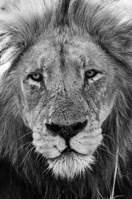 черно-белая фотография льва, сделанная с помощью телеобъектива с расстояния