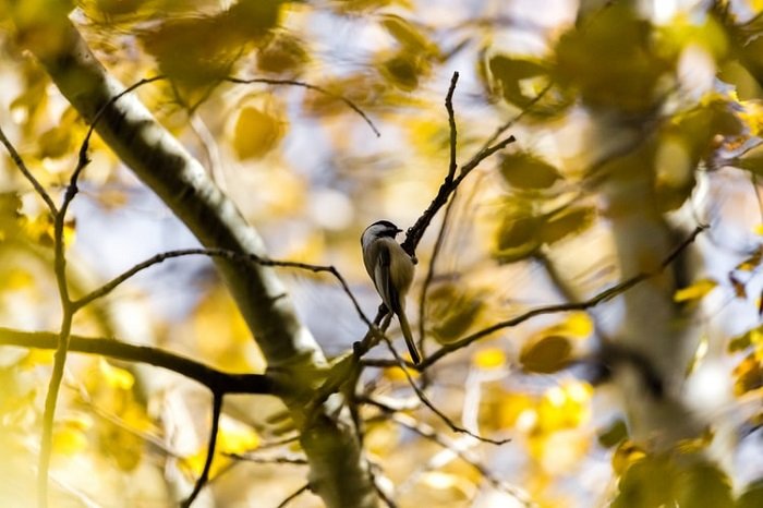 изображение птицы, снятое на дереве на расстоянии с помощью телеобъектива