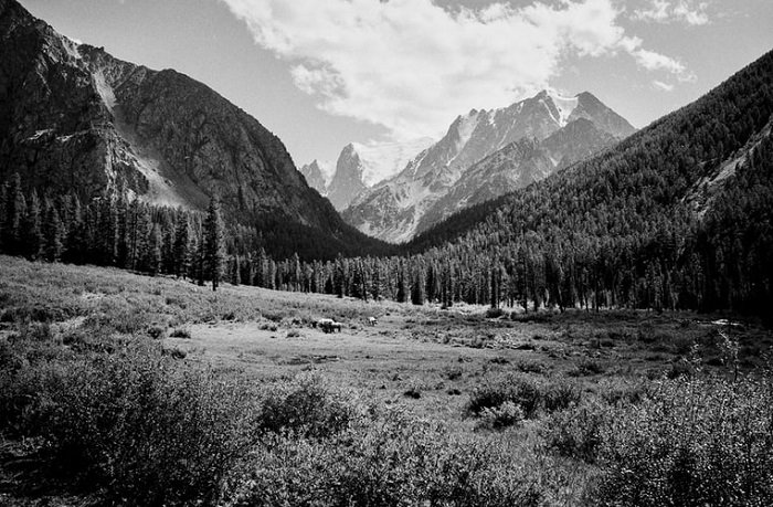 потрясающая и четкая черно-белая кинофотография горного леса