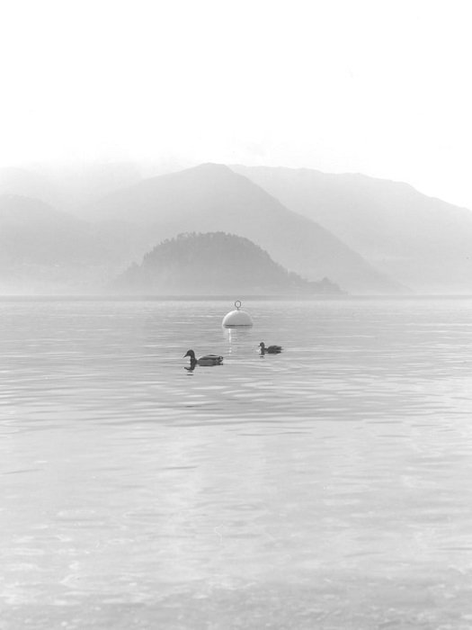 легкая черно-белая фотография уток на фоне туманных холмов