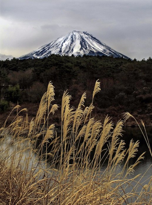 пшеница растет перед заснеженной горой - пейзажная фотография