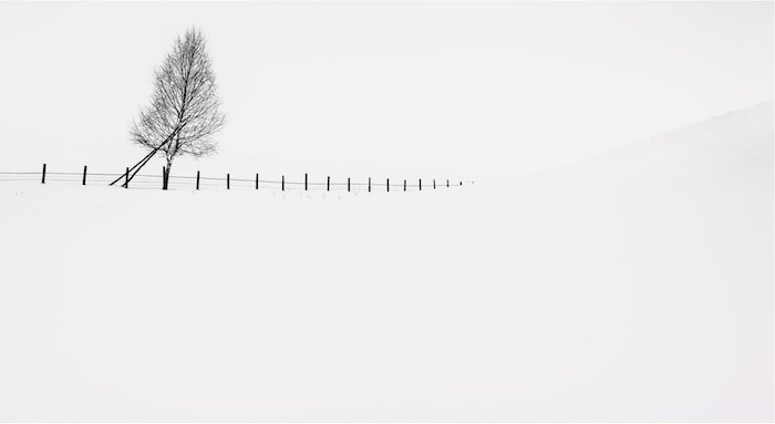 минималистская пейзажная фотография: одинокое дерево и забор в снежном пейзаже